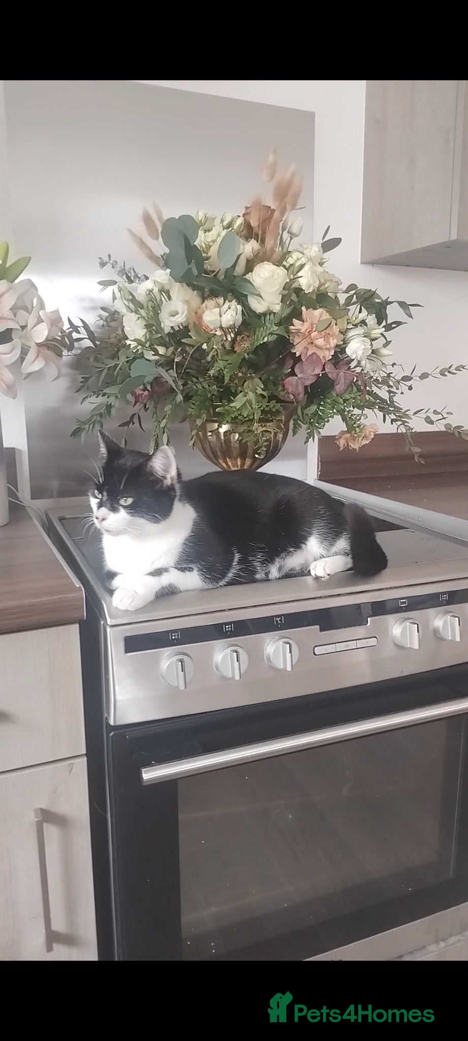 Mixed Breed cats for sale: 4 Beautiful Kittens Ready Now in Wakefield - Advert 4