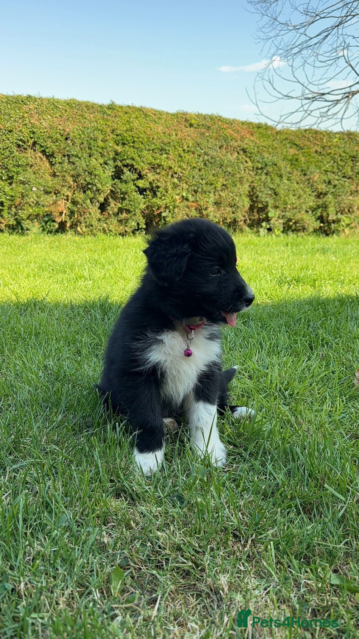 Mixed Breed dogs Border Collie Fluffy Puppies - Advert 1