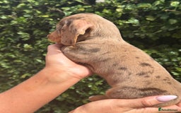 Miniature Dachshund dogs for sale: Pedigree long & short fur miniature dachshunds - Image 14