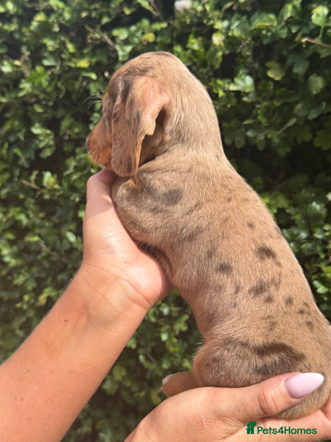 Miniature Dachshund dogs for sale: Pedigree long & short fur miniature dachshunds - Image 14