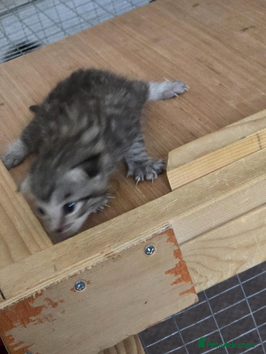 Savannah cats for sale: Savannah cross kittens - Image 3