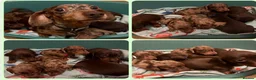 Miniature Dachshund dogs for sale: KC chocolate miniature dachshund puppies  - Advert 2