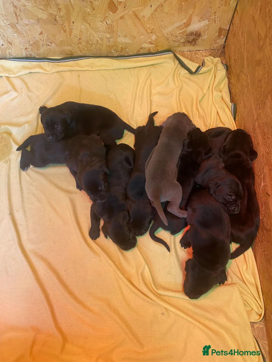 Cane Corso dogs for sale: Full breed cane corso puppies for sale in Coventry - Advert 2