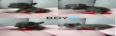 French Bulldog 1