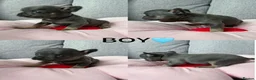 French Bulldog dogs for sale: Beautiful French Bulldog Puppies Available in Leicester - Advert 8