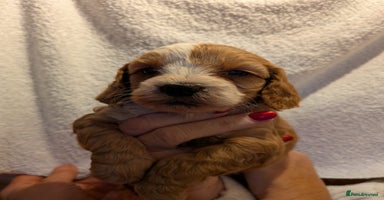 Cockapoo dogs Cockapoo puppies for sale - Advert 13