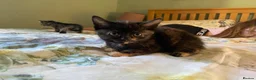 Domestic Shorthair cats for sale: Beautiful Domestic Shorthair Kittens - Advert 8