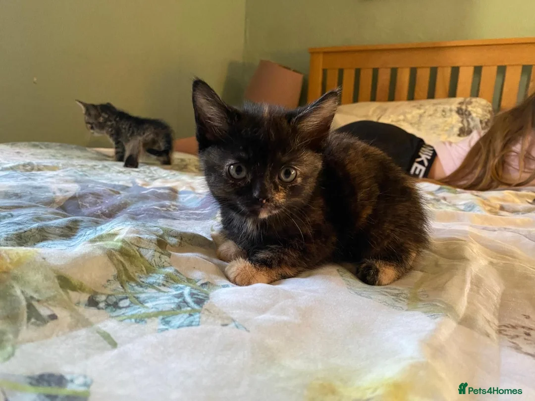 Domestic Shorthair cats for sale: Beautiful Domestic Shorthair Kittens - Advert 8