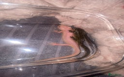 Other/Mixed Breed fish for sale: Baby Spanish ribbed newts - Image 4