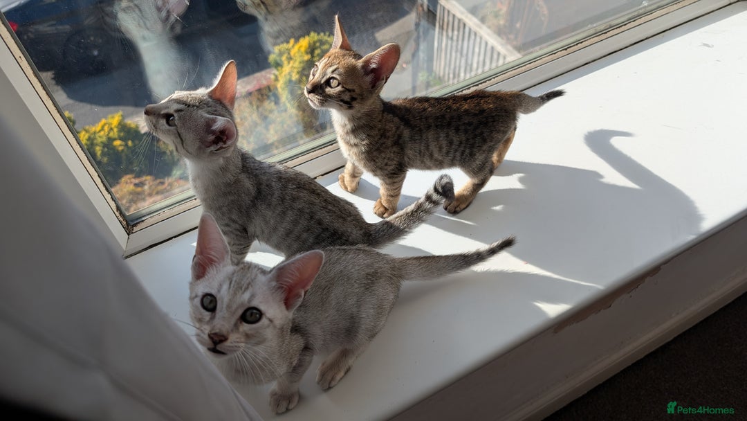 Savannah cats for sale: Savannah F6 female kitten Ready now  - Image 6