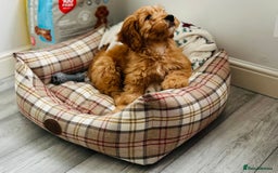 Cockapoo dogs for sale: Cockapoo (READY TO GO NOW) - Image 2