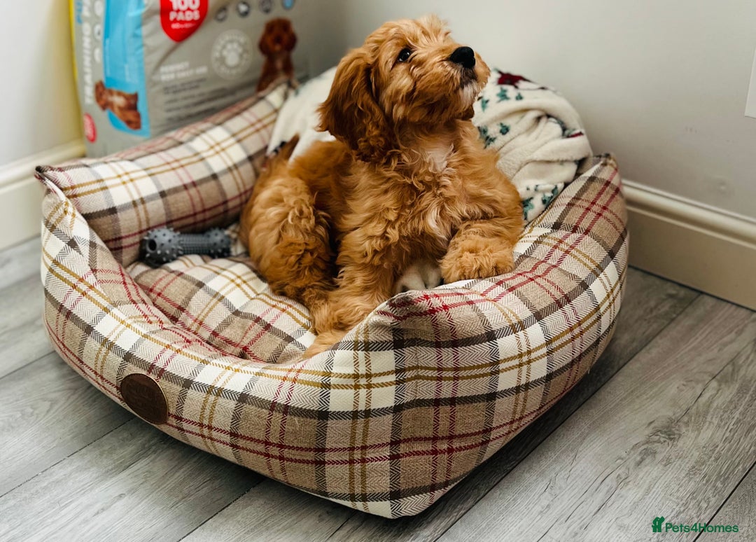 Cockapoo dogs for sale: Cockapoo (READY TO GO NOW) - Image 2