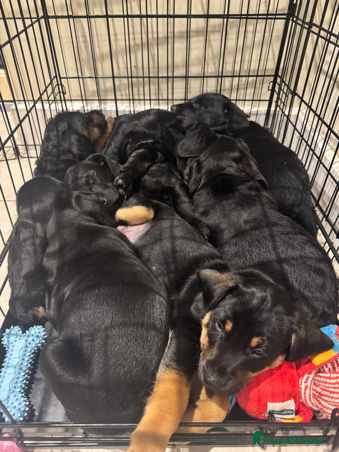 Mixed Breed dogs for sale: CockerDoodleDoo in Market Harborough - Advert 14