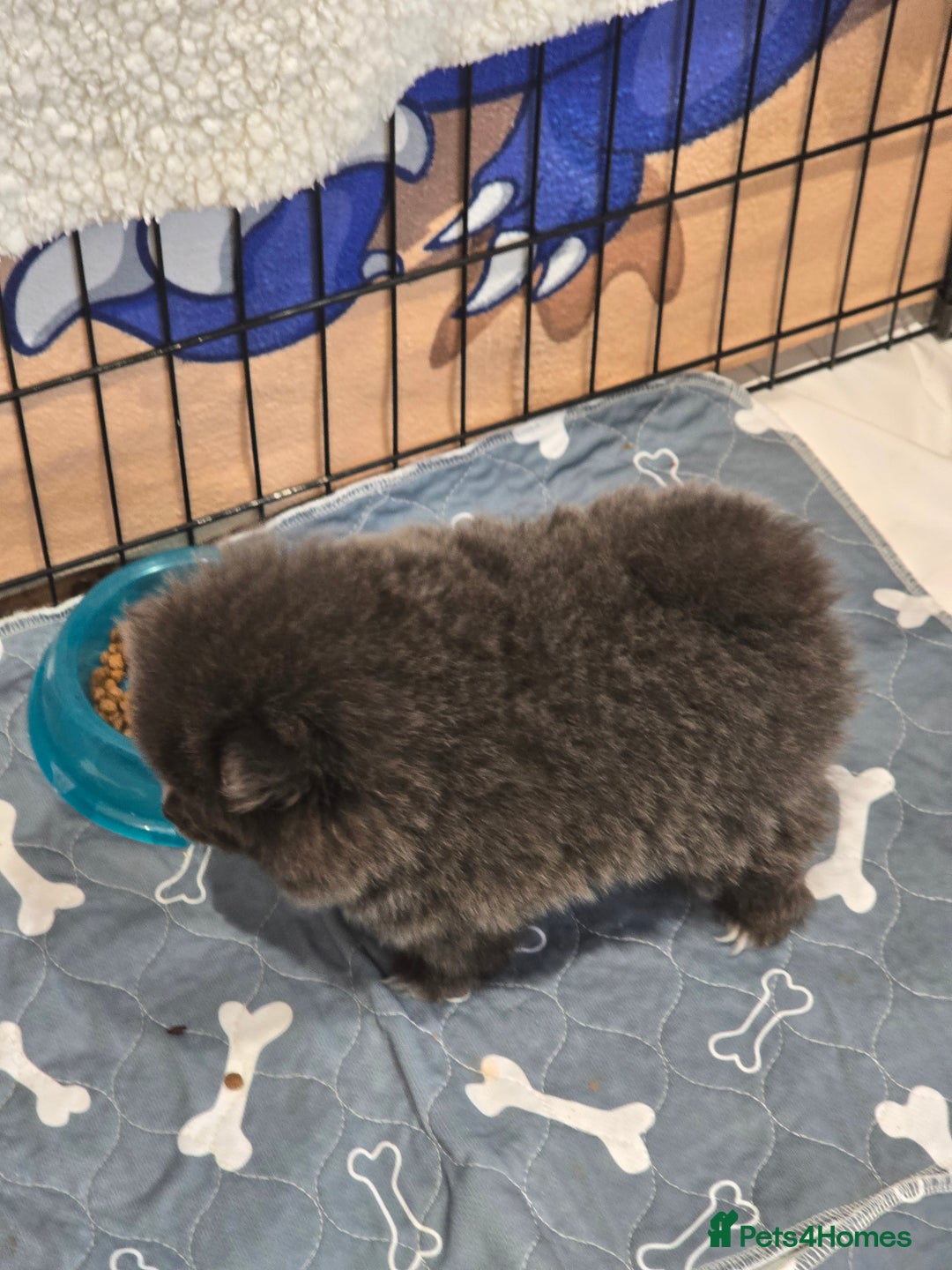 Pomeranian dogs for sale: Pomeranian puppy - Advert 5