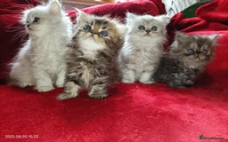 Persian cats for sale: Amazing Persian kittens  - Image 8