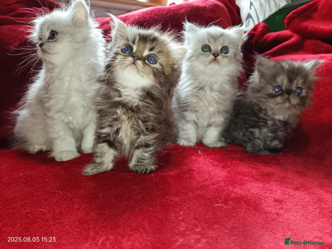 Persian cats for sale: Amazing Persian kittens  - Image 8