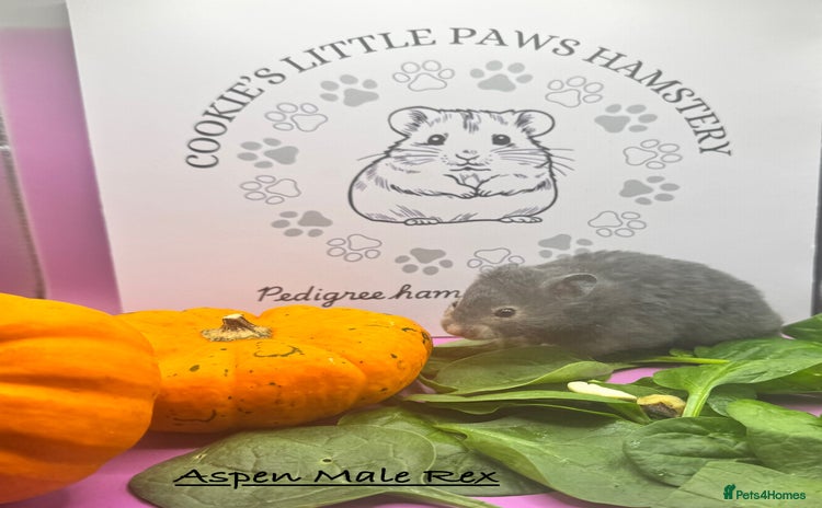 Hamster rodents - Advert 1