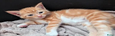 Astro