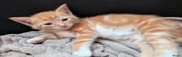 Maine Coon cats for sale: Mainecoon cross - Advert 4