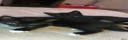Mixed Breed cats for sale: 4 beautiful female tuxedo kittens in Aylesbury - Advert 8