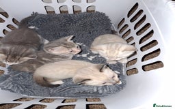 Mixed Breed cats for sale: Gorgeous and rare colour kittens 8weeks ready now - Image 1