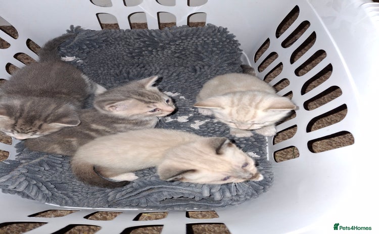 Mixed Breed cats - Advert 1