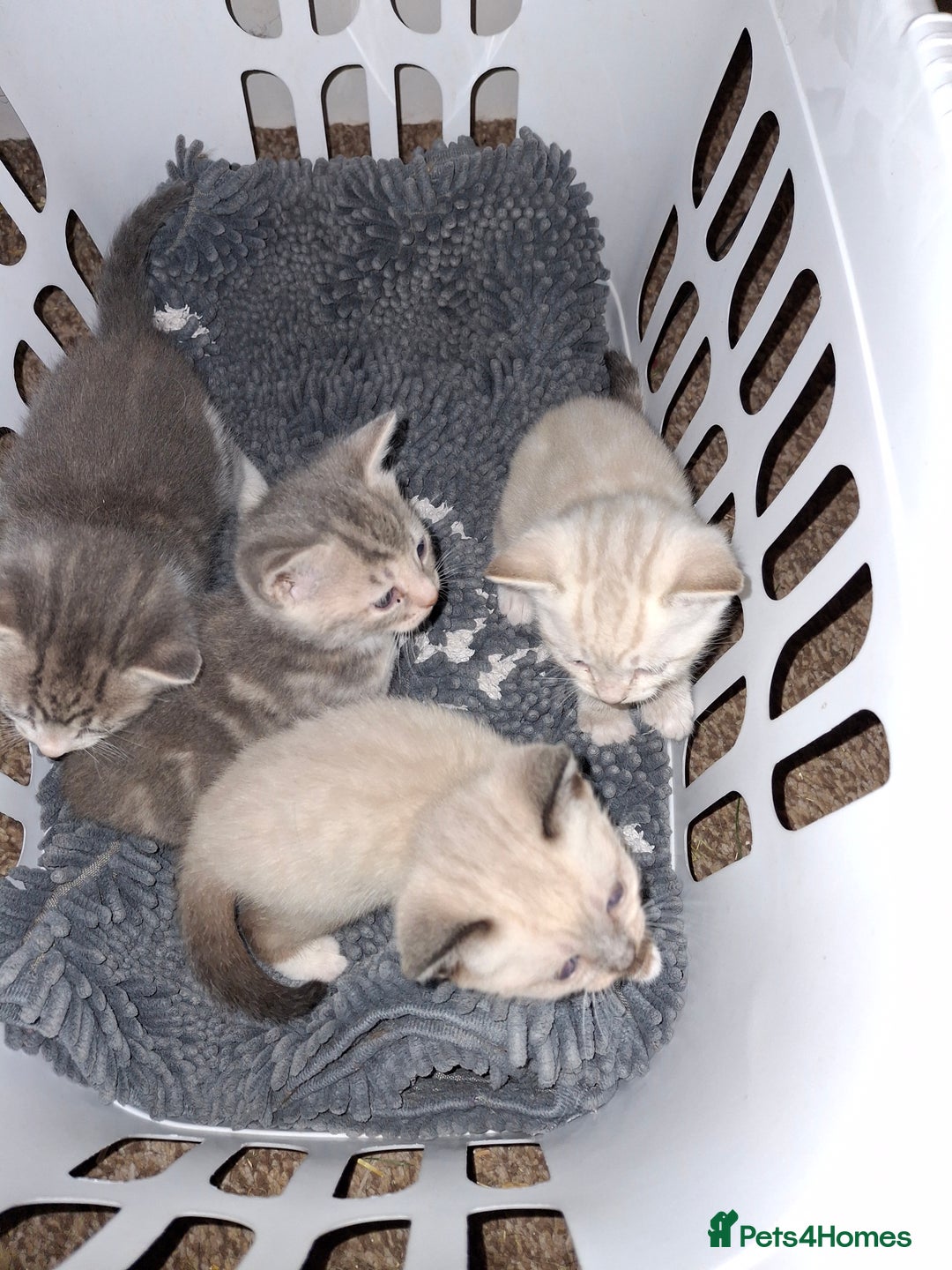 Mixed Breed cats for sale: Gorgeous and rare colour kittens 8weeks ready now - Image 1