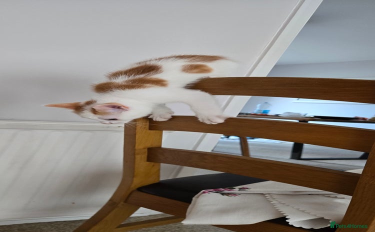 Mixed Breed cats - Advert 16