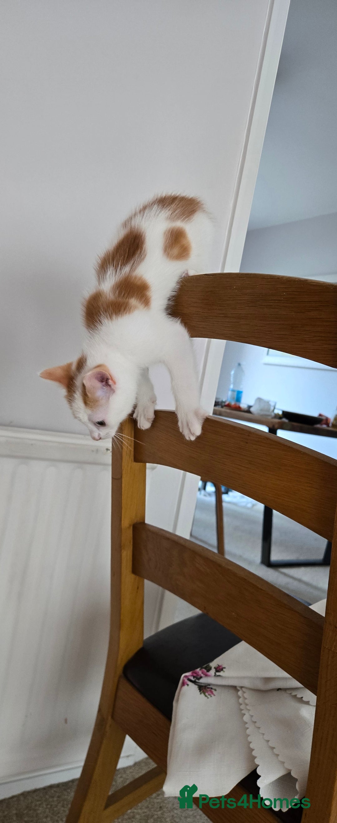 Mixed Breed cats for sale:  Blue eyes Flower pattern mark unique kitten  - Image 1