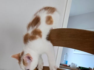 Mixed Breed cats - Advert 8