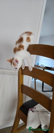 Mixed Breed cats - Advert 16