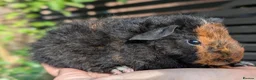 Guinea Pig rodents for sale: Beautiful guinea pig pups - Advert 4
