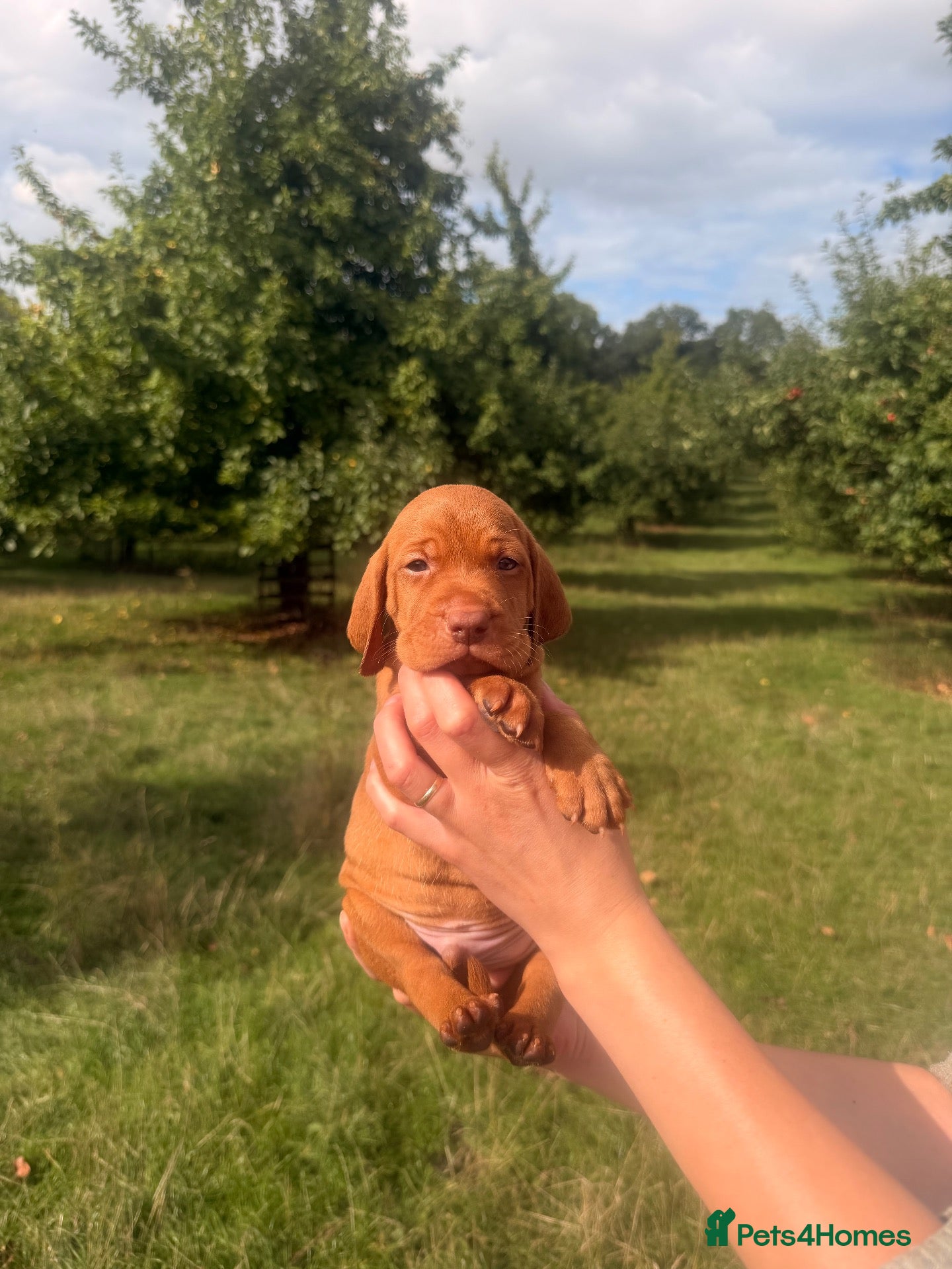 Hungarian Vizsla dogs CH SHOW & FIELD TRIAL Sired Puppy Waiting List  - Advert 6