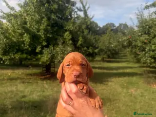 Hungarian Vizsla dogs CH SHOW & FIELD TRIAL Sired Puppy Waiting List - Advert 6