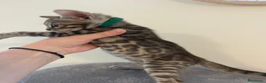 Bengal Kitten Green Boy