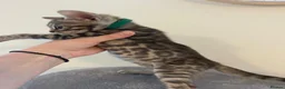 Bengal cats for sale: 7 beautiful pure Bengal Kittens - Advert 25