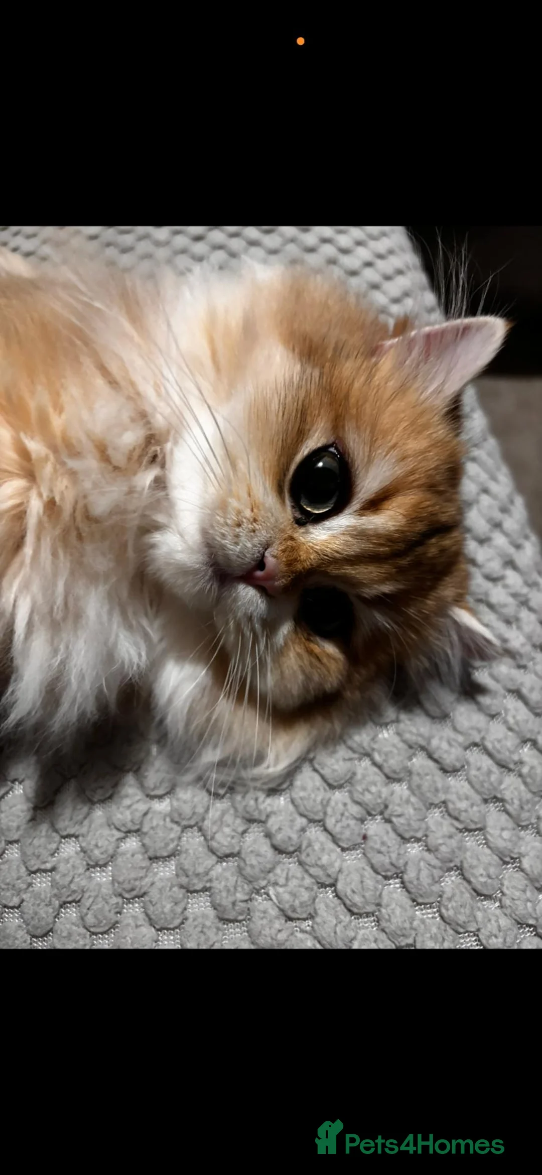 British Longhair cats for sale: Golden British longhair pure bloodline  - Advert 28