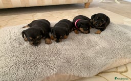 Dachshund dogs for sale: dachshund  - Image 7