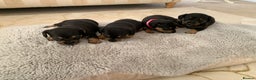 Dachshund dogs for sale: dachshund  - Advert 7