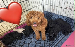 Miniature Poodle dogs for sale: Miniature Poodle puppies - Image 11