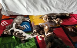 British Longhair cats for sale: Fluffy BLH Kittens Looking for Loving Homes - Advert 4