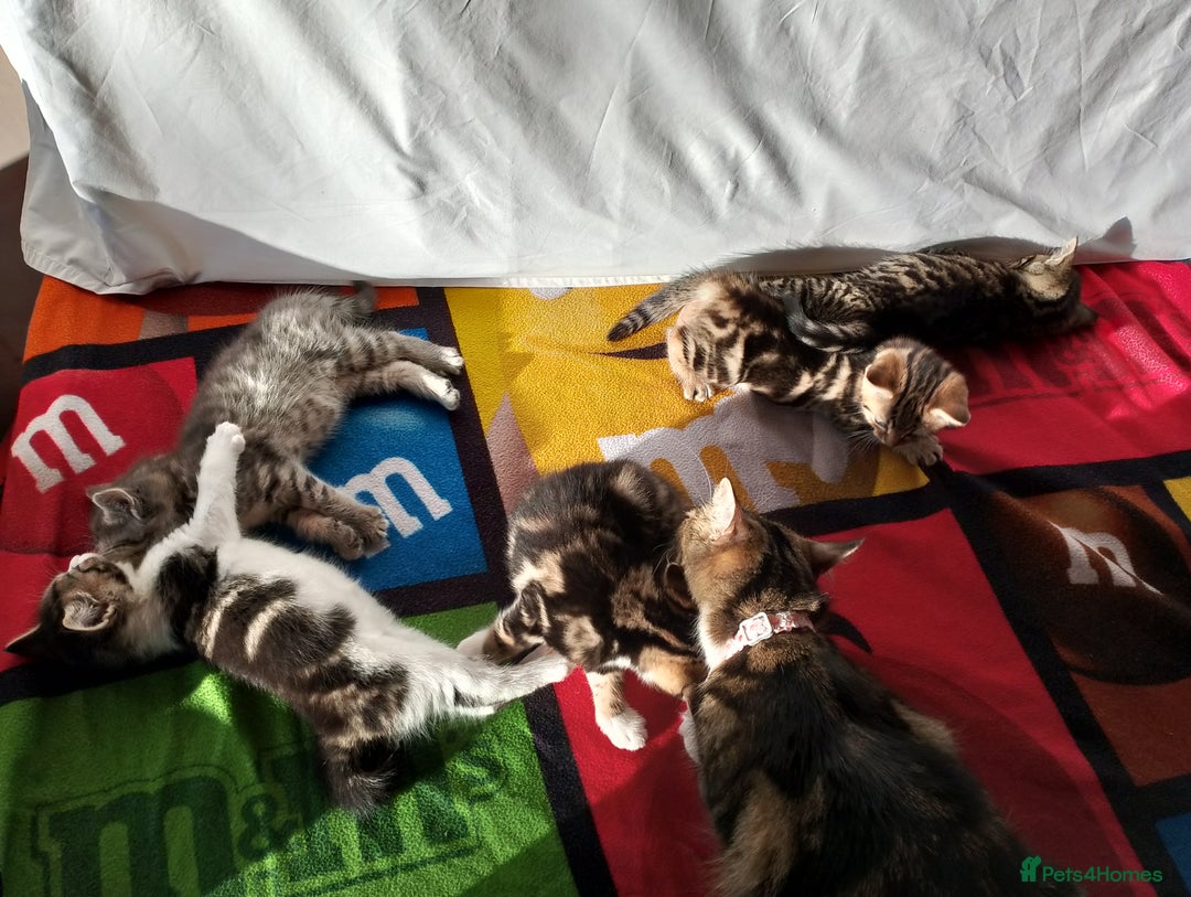 British Longhair cats for sale: Fluffy BLH Kittens Looking for Loving Homes - Advert 4