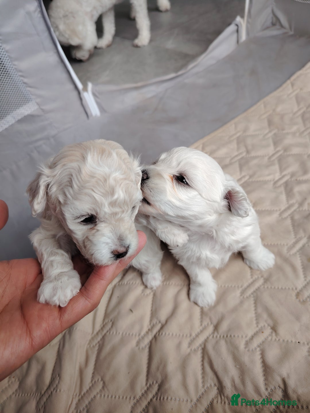 Poochon dogs for sale: 4 Girls Poochon white/Beige 2 reserved 2 avaliable - Image 12