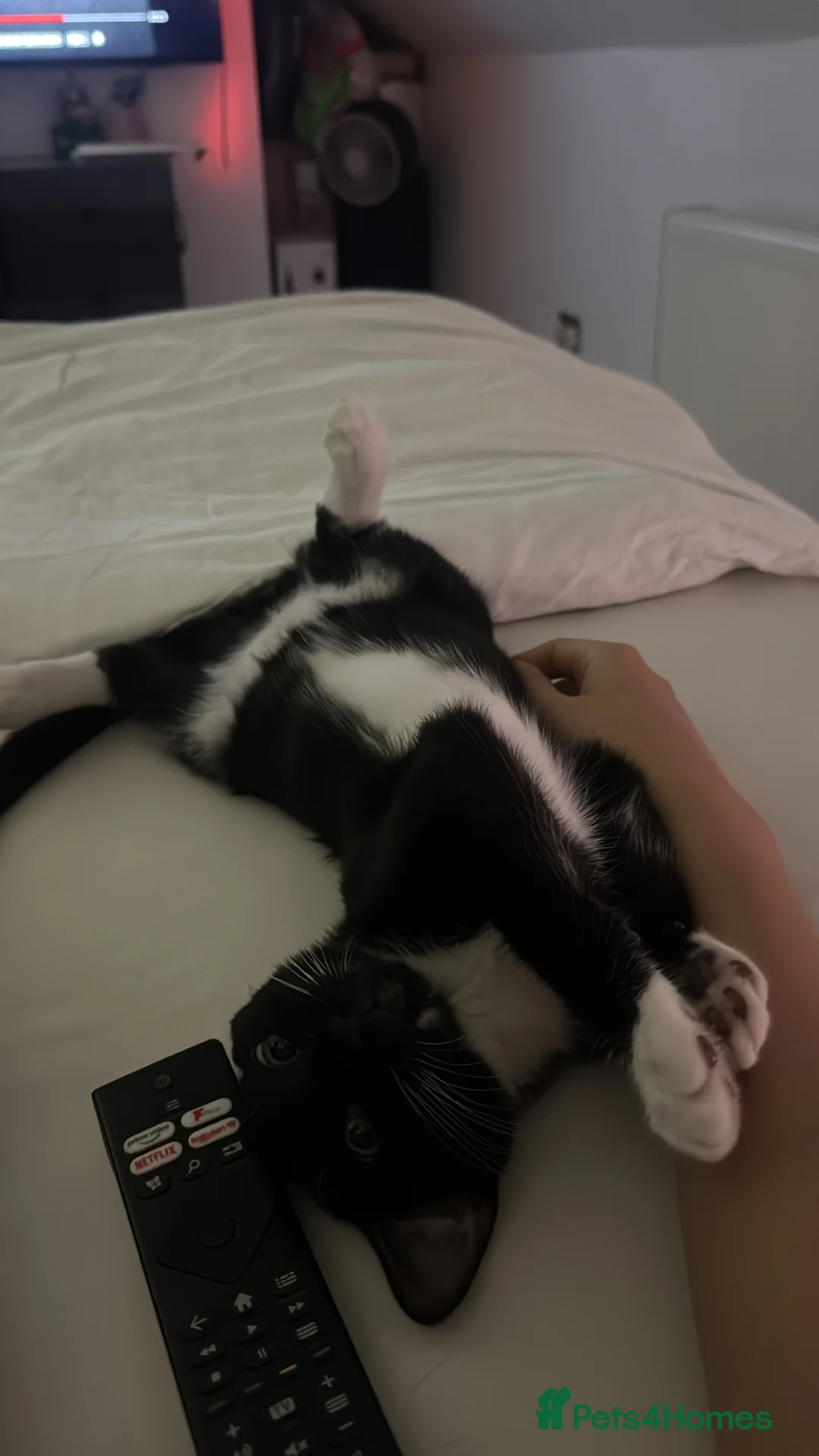 Mixed Breed cats for sale: Loving Black & White Cat Looking for a New Home 🐾 in London - Advert 7