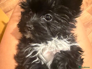 Yorkshire Terrier dogs 🖤Beautiful puppies ready to leave 🖤 - Advert 4