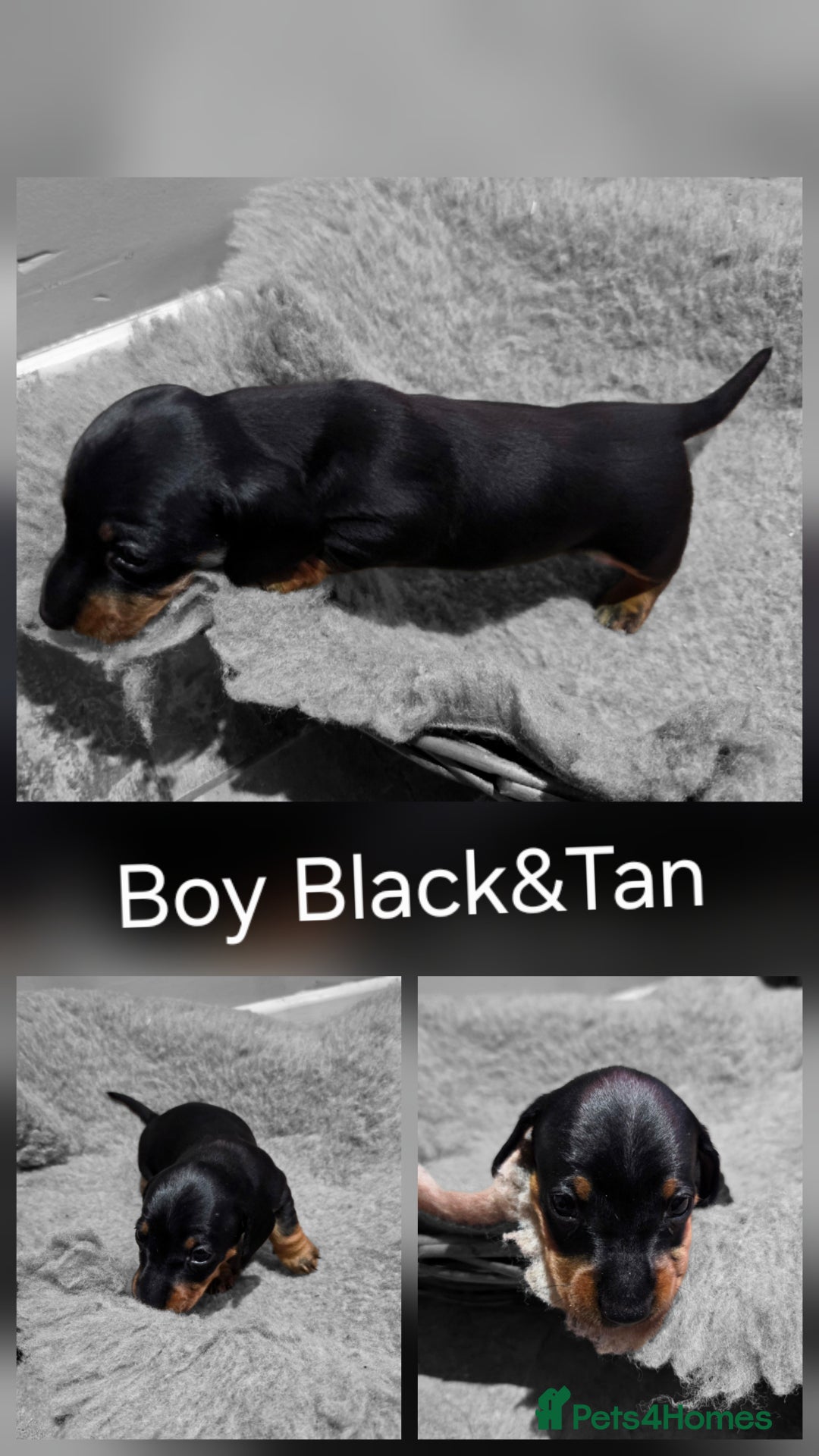 Dachshund dogs for sale: Beautiful Family Raised Daushound Puppies - Advert 6
