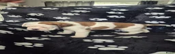 Boxer dogs for sale: Beautiful chunky boxer pups in Rotherham - Advert 12