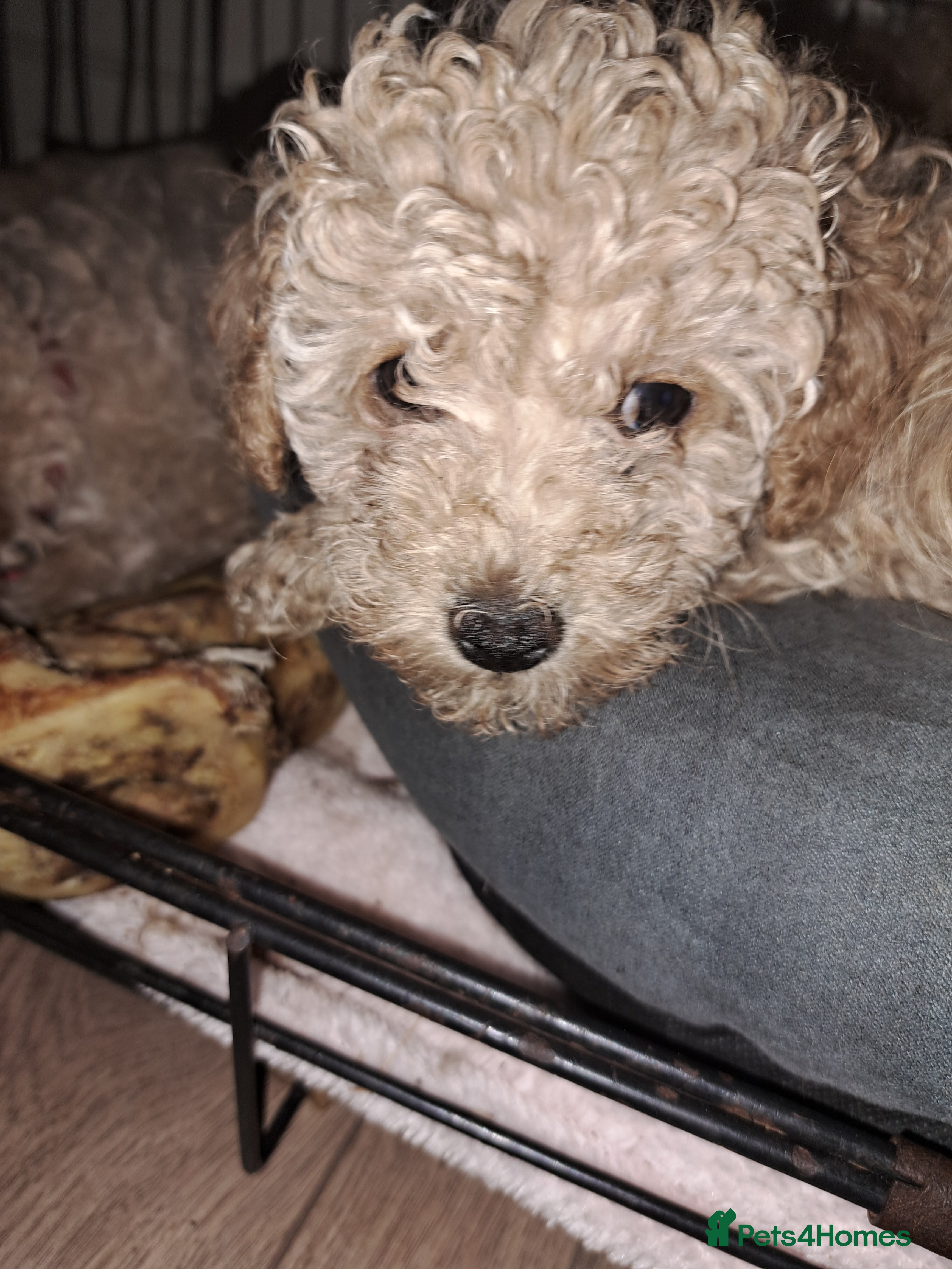 Toy Poodle dogs KC REG MIXED  LITTER TOY POODLES 1500 - Advert 16