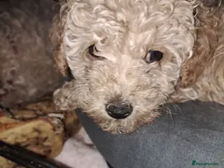 Toy Poodle dogs KC REG MIXED LITTER TOY POODLES 1500 - Advert 16