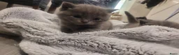 British Shorthair cats for sale: BSH kittens  - Advert 4
